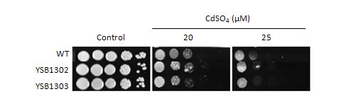 Heavy metal stress phenotype for CNAG_07924T0