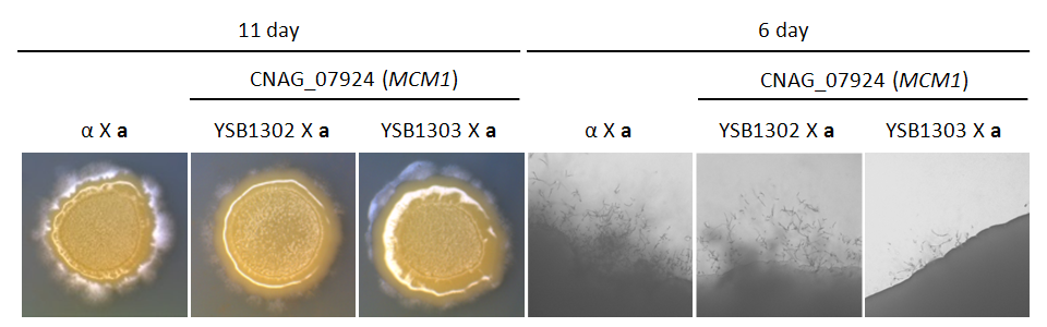Mating phenotype for CNAG_07924T0
