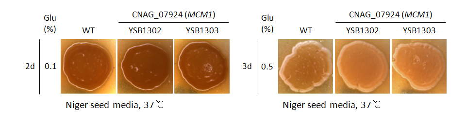 Melanin phenotype for CNAG_07924T0