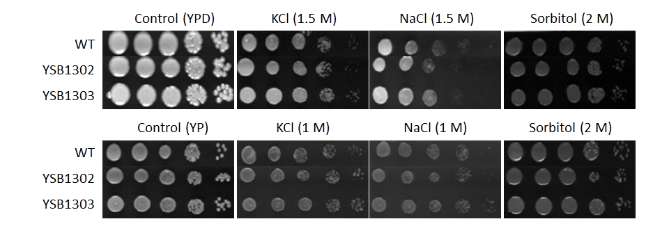 Osmotic stress phenotype for CNAG_07924T0
