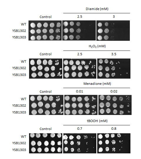 Oxidative stress phenotype for CNAG_07924T0