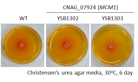 Urease phenotype for CNAG_07924T0