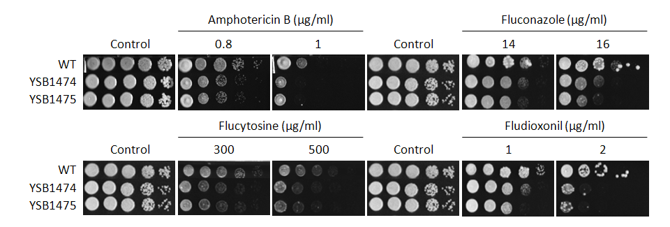 Antifungal drug susceptibility for CNAG_07940T1