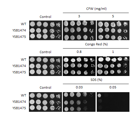 Cell wall stress phenotype for CNAG_07940T1