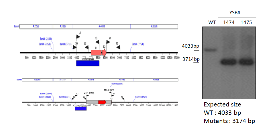 Gene disruption strategy for CNAG_07940T1