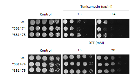 ER stress phenotype for CNAG_07940T1