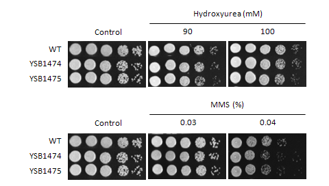 Genotoxic stress phenotype for CNAG_07940T1