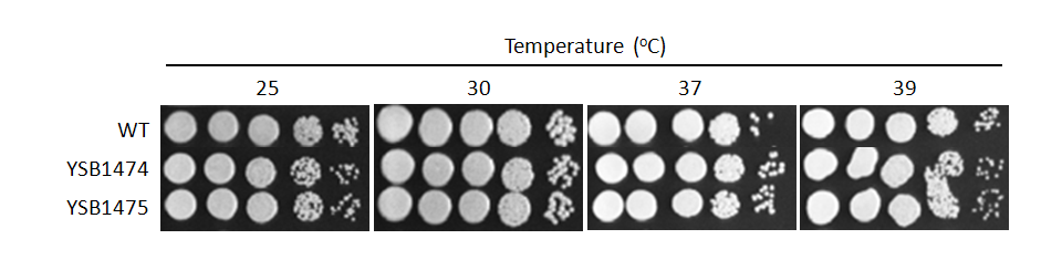 Growth phenotype for CNAG_07940T1