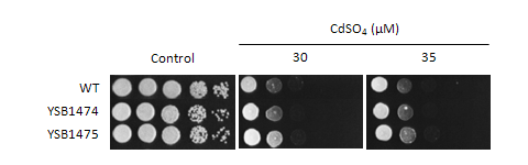 Heavy metal stress phenotype for CNAG_07940T1
