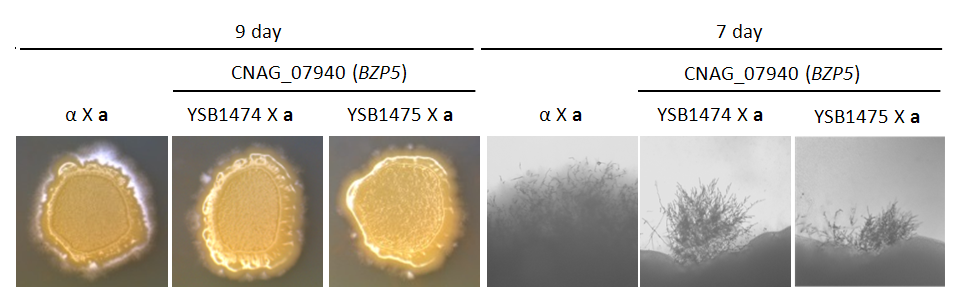 Mating phenotype for CNAG_07940T1