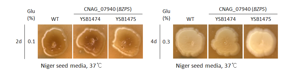 Melanin phenotype for CNAG_07940T1