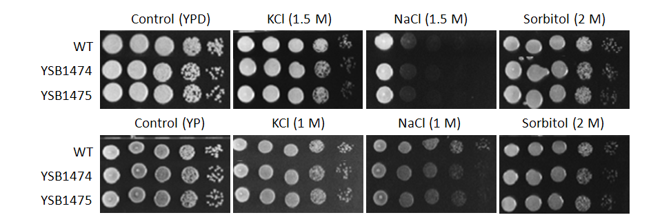 Osmotic stress phenotype for CNAG_07940T1