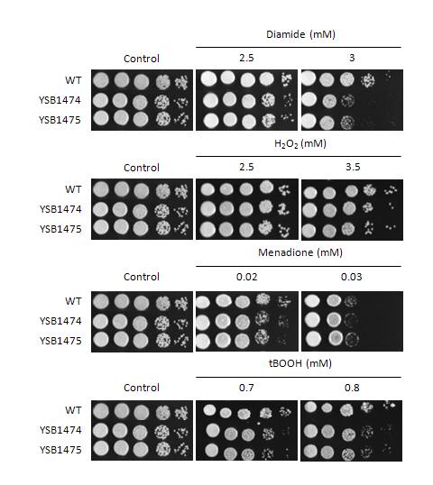 Oxidative stress phenotype for CNAG_07940T1