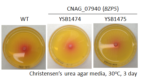Urease phenotype for CNAG_07940T1